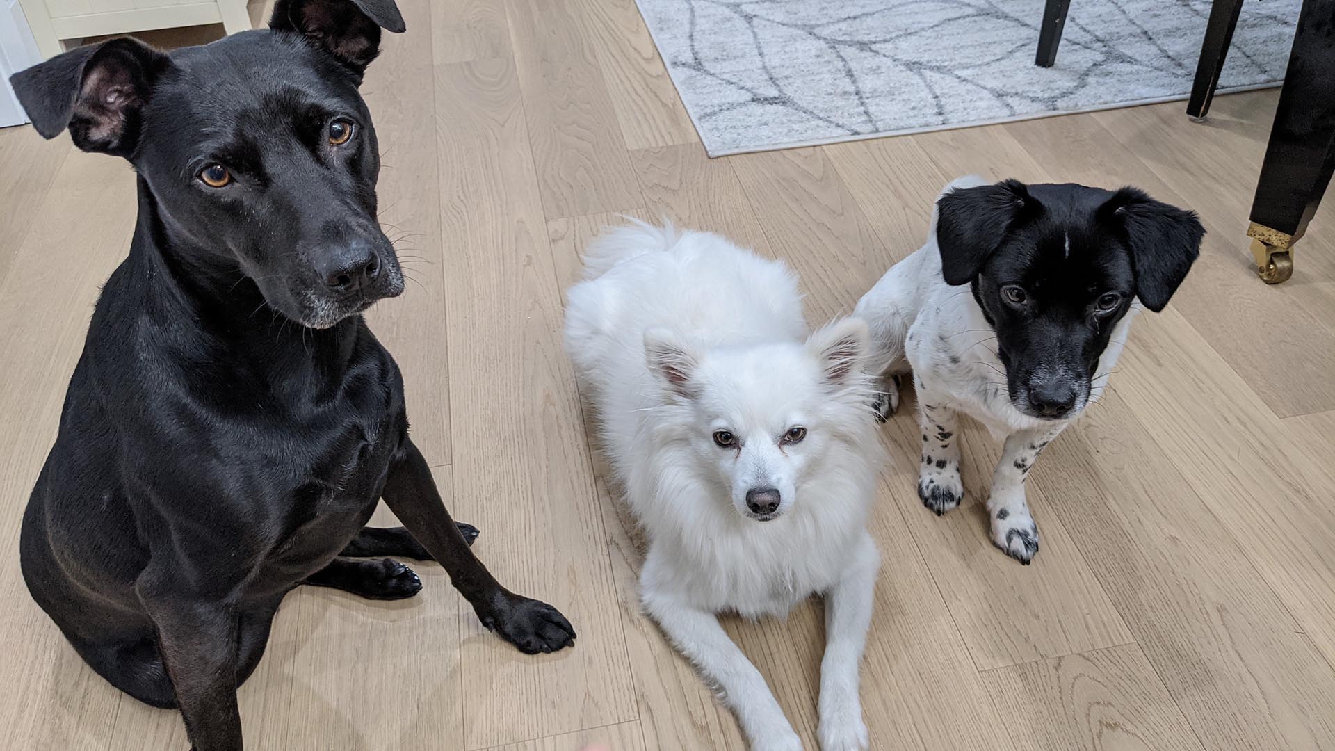 A close-up picture of Sansa, Casey, and Mali